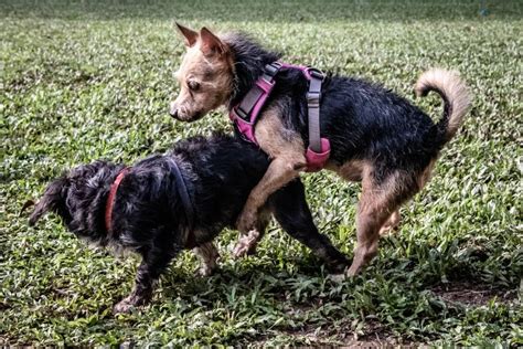 How to Calm a Sexually Excited Dog: 11 Vet